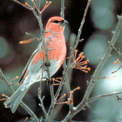 Pine Grosbeak